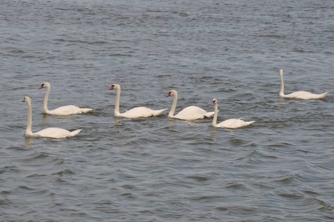 Swan on the Seine in La bouille