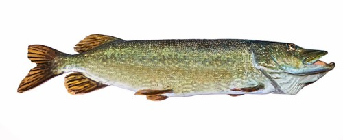 A river pike with wide open mouth free