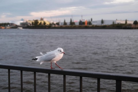 Seagull (Larinae) in Hamburg harbour, blurred background, Hanseatic City of Hamburg, Germany,