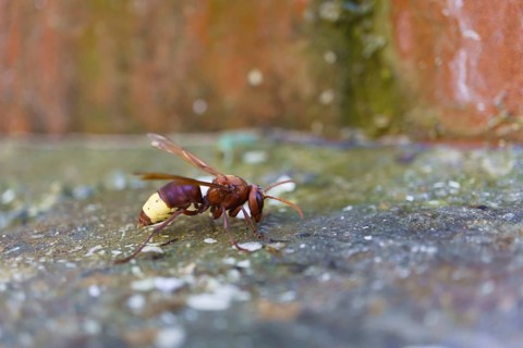 Close-up of an asiatic wasp, Vespa orientalis, perched on the ground