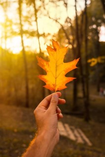 Sunset in an autumn afternoon of a man's hand with a brown leaf, autumn scenery