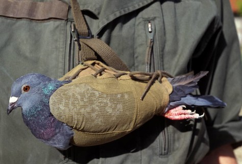 Carrier pigeon
