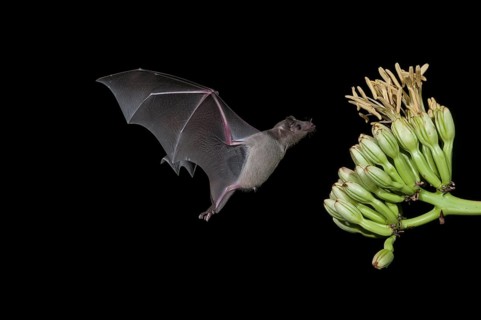 Leaf-nosed bat, Leaf-nosed bats, Leaf-nosed bats, Bats, Mammals, Animals, Lesser long-nosed bat,