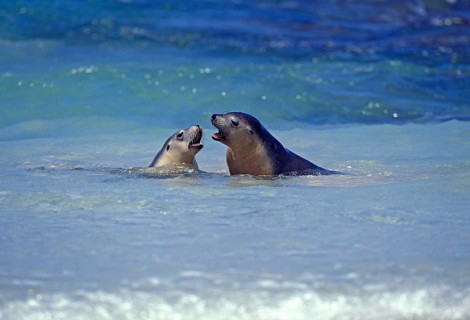 Australian Sea Lion, neophoca cinere, Adults playing in Ocean, Australia, Oceania