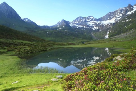 Alpenrose blooming at Seebersee lake, Moos in Passeier, Passeier Valley, Trentino, Italy, Europe