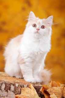 British longhair cat, 6 months, cream-white, Highlander, Lowlander, Britanica, BLH