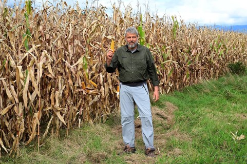 Farmer, at the edge of a corn field showing a corn corn cob
