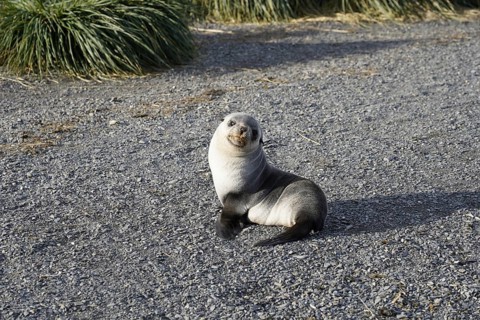 Jason Harbour, South Georgia