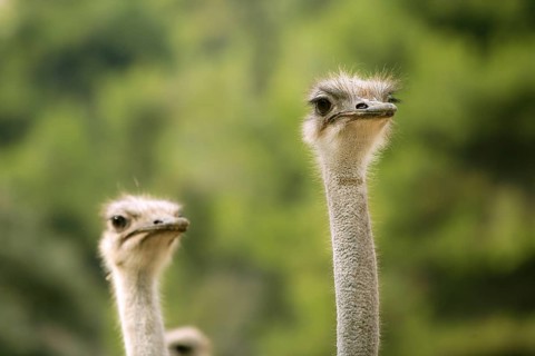 Ostrich portrait outdoor forest green trees background