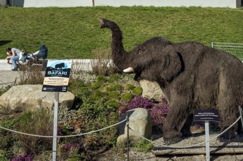 Advertising for exhibition, Ice Age Safari, woolly mammoth baby, Kempten, Allgäu, Bavaria, Germany,