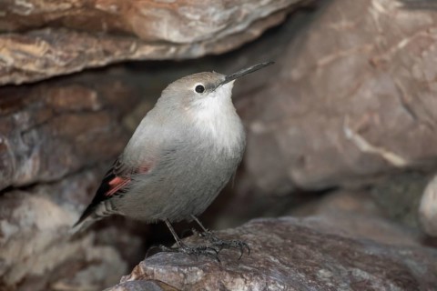Wallcreeper sitting in rock face looking right