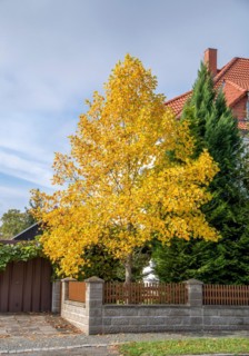 American tulip tree (Liriodendron tulipifera), Germany, Europe