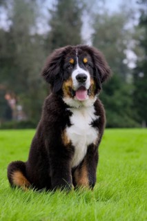 Bernese Mountain Dog, Puppy