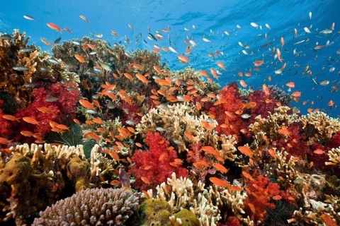 Flagfish in Coral Reef, Gau, Lomaiviti, Fiji, Fiji Islands, Sea goldie (Pseudanthias squamipinnis),
