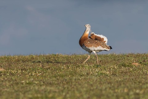 Great bustard (Otis tarda) m, Spain, Europe