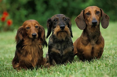 Wirehaired and Roughhaired Dachshunds and Longhaired Dachshunds Standing on Grass