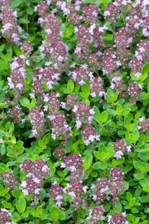 Wild thyme (Thymus serpyllum), Creeping thyme