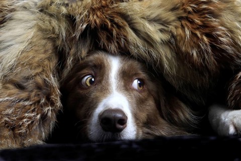 Border Collie under fur, hidden