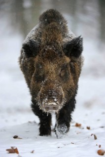 Wild Boar (Sus scrofa), tusker