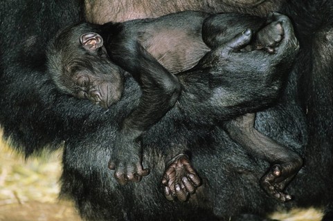 Gorilla (gorilla gorilla), Female with Baby Sleeping