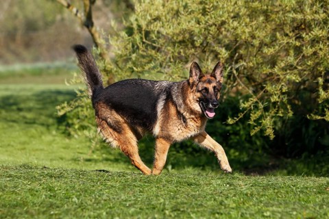 German Shepherd Dog, Adult running on Lawn