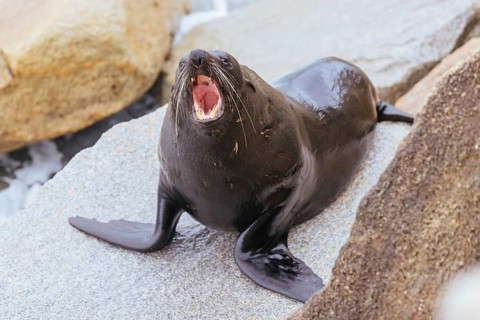 An Australian Fur Seal basks in the sun on rocks in summer near Wagonga Inlet in Narooma, New South