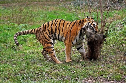 Siberian tiger (panthera tigris altaica), adult with killed wild boar