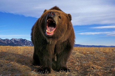 KODIAK BEAR (ursus arctos middendorffi), ADULT THREATENING WITH OPEN MOUTH, ALASKA