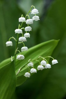 Lily of the Valley (convallaria majalis)