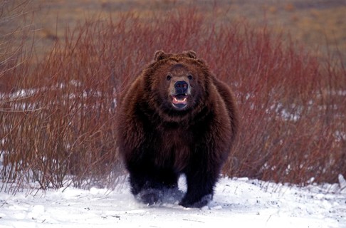 Kodiak Bear (ursus arctos middendorffi), Adult standing on Snow, Alaska
