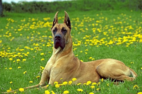 Great Dane or German Mastiff laying in Dandelion's Flowers (Old Standard Breed with Cut Ears)