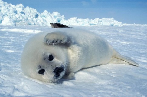 Harp Seal (pagophilus groenlandicus), Pup laying on Ice Floe, Magdalena Island in Canada