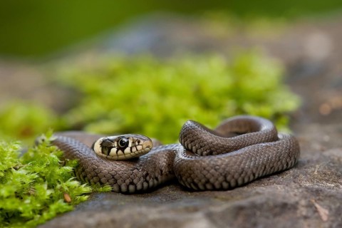 Grass snake (Natrix natrix), young animal, Rhineland-Palatinate, Germany, Europe