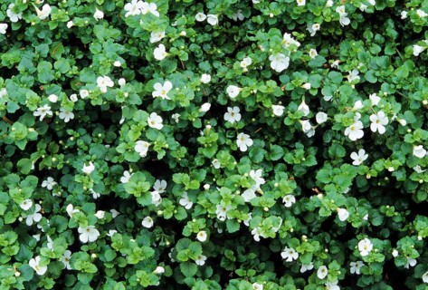 Snow Flake (Sutera diffusa)