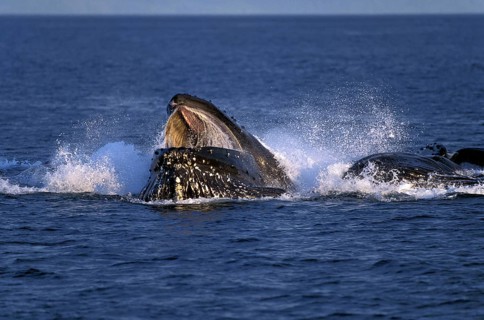 Humpback whale (megaptera novaeangliae), group bubble net feeding, open mouth to catch krill,