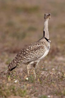 Houbara Bustard (Chlamydotis undulata), female, Lanzarote, Canary Islands, Spain, side, Europe