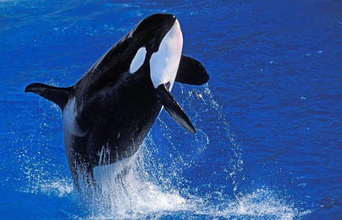 Killer Whale (orcinus orca), Adult breaching