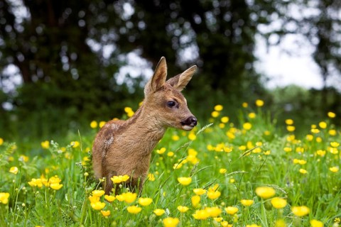 Roe Deer (capreolus capreolus), Fawn with Yellow Flowers, Normandy