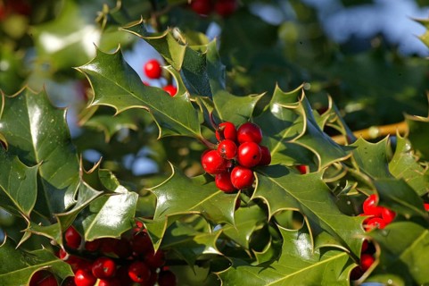 European Holly (ilex aquifolium) with Red Berries, Winter in Normandy