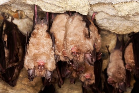 Greater Horseshoe Bat (rhinolophus ferrumequinum), Colony Hibernating in a Cave, Normandy