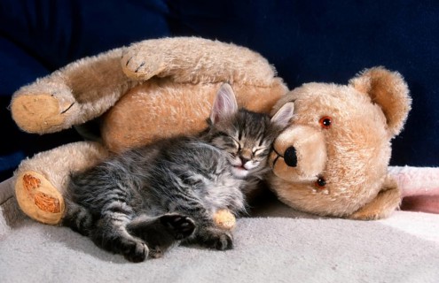 Norwegian Forest Cat, kitten, 7 weeks, black-tabby-mackerel, next to teddy bear, detachable, Teddy