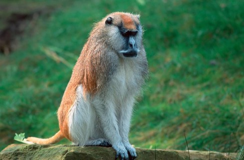 Patas Monkey (Erythrocebus patas), male