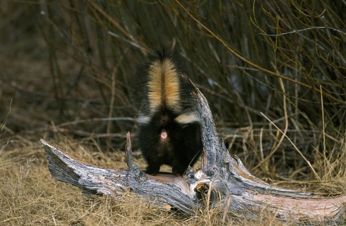 Striped striped skunk (mephitis mephitis), dorsal view of an adult