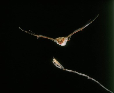 Mouse-Eared Bat (myotis myotis), Adult in Flight, Catching Grasshopper
