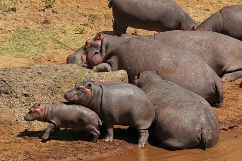 Hippopotamus (hippopotamus amphibius), Group sleeping near River, Masai Mara Park in Kenya
