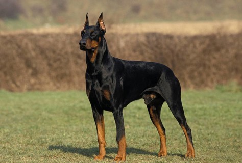 Male Dobermann Dog or Dobermann Pinscher, Old Standard Breed with Cut Ears