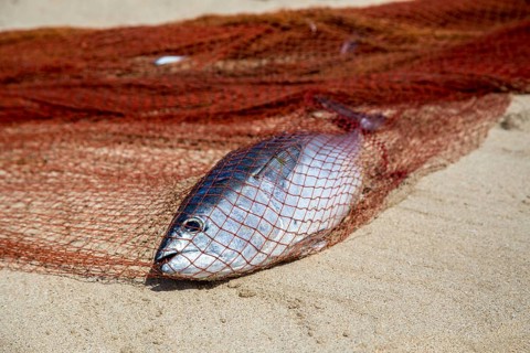A single dead fish in a fishing net on a sandy beach