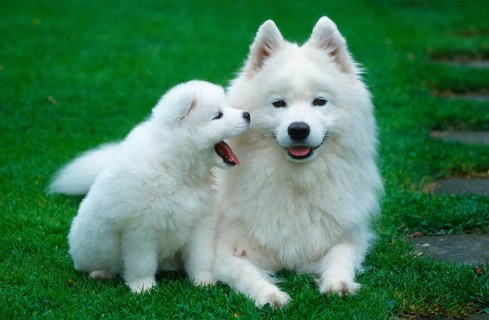 Samoyed with puppy, 6 weeks