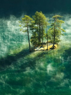 Trees in the morning mist on a small island in Lake Fernstein, Nassereith, Tyrolean Oberland,