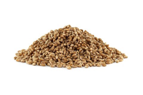 Closeup pile of wheat grains for natural food isolated on white background, agriculture and organic
